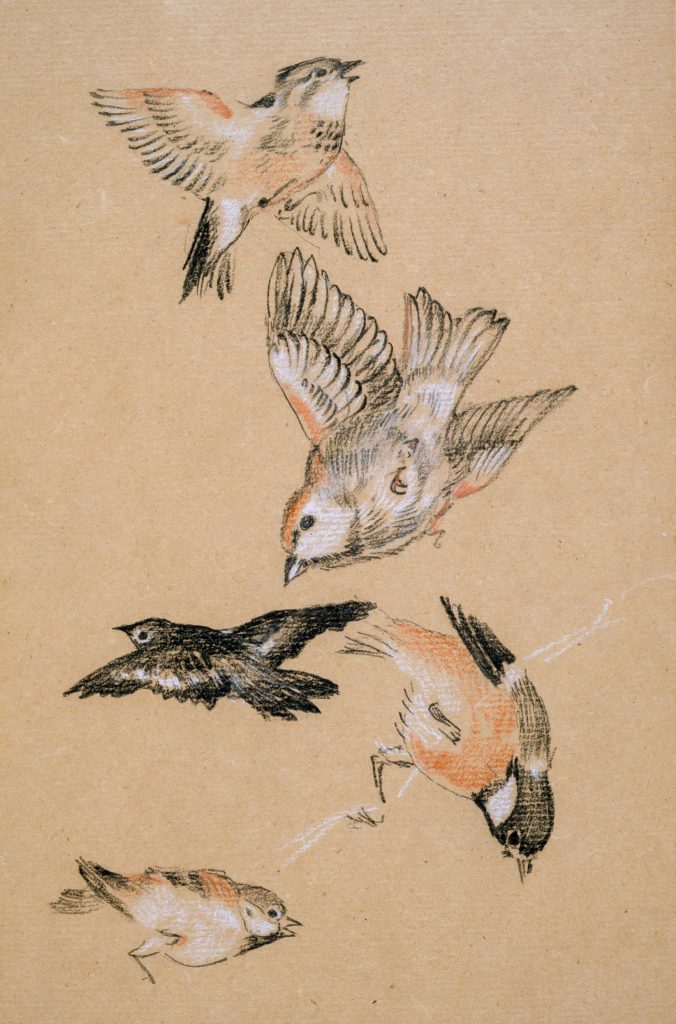 dibujos de pájaros volando